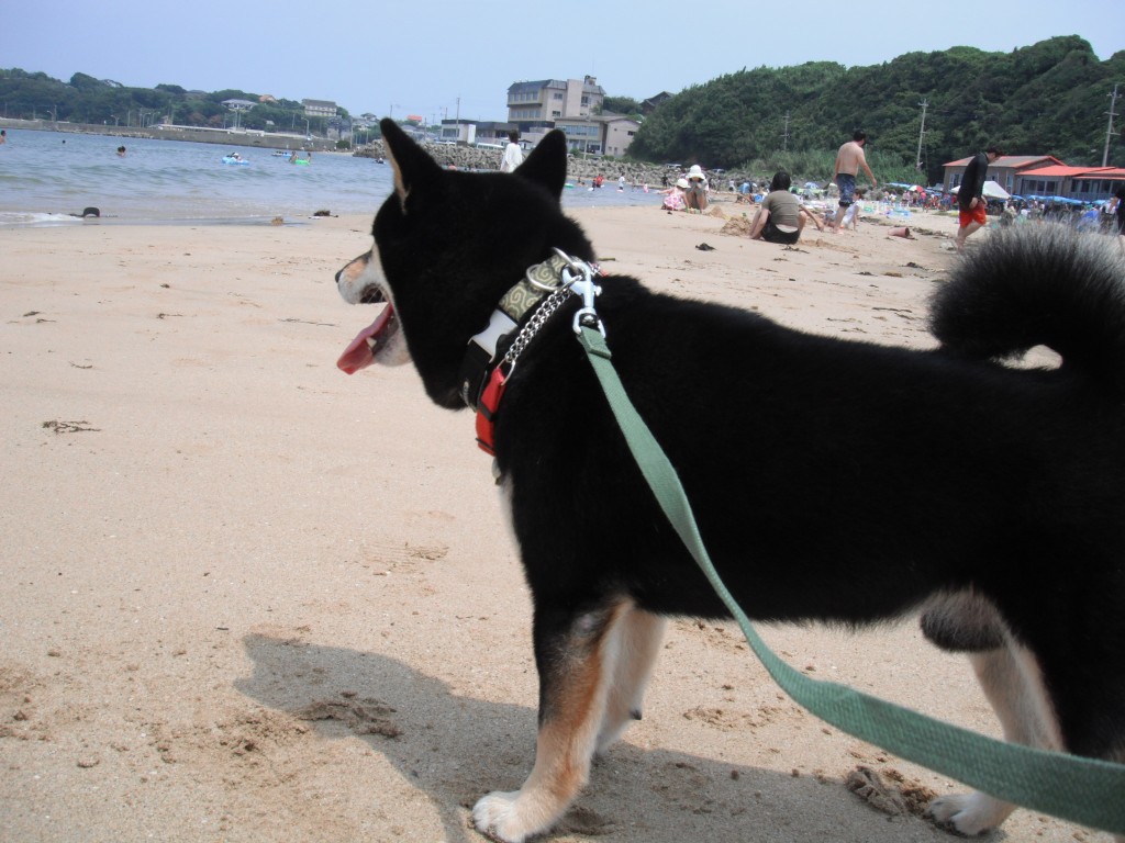 黒柴　虎徹　in　ビーチ